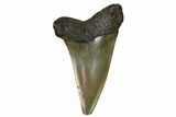 Fossil Shark Tooth - Sint Niklaas, Belgium #1404-1